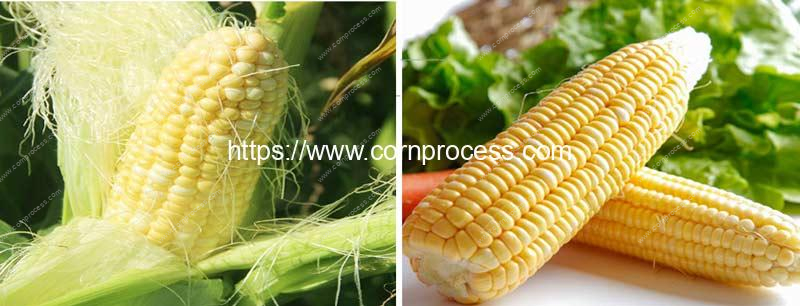 Automatic-Corn-Silk-Brush-Removing-Machine-Result