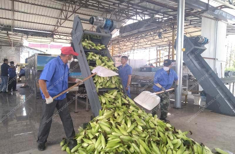 How-to-Feeding-Fresh-Corn-to-Air-Blow-Corn-Husker-Machine-by-Elevator