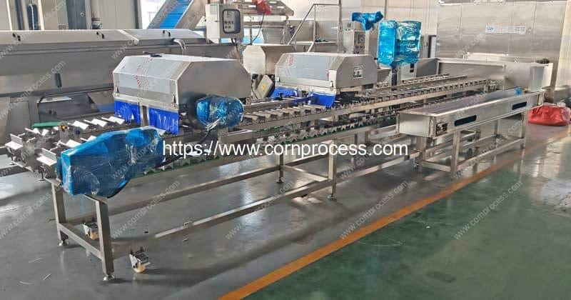 Automatic-Fresh-Sweet-Corn-Top-and-Tail-Cutting-Machine-for-Indonesia-Customer