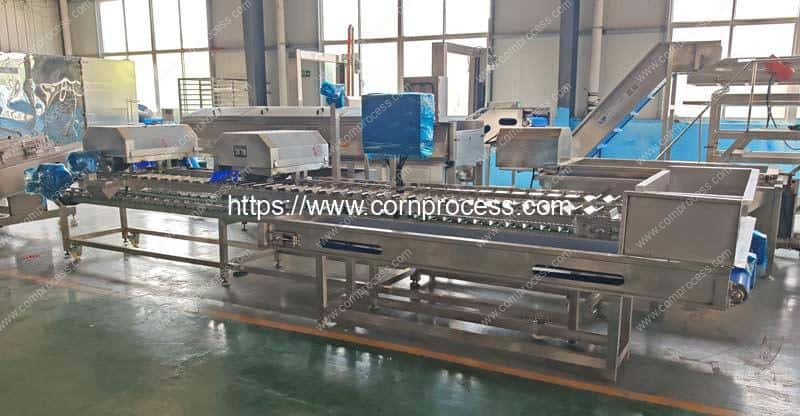 Automatic-Fresh-Sweet-Corn-Top-and-Tail-Cutting-Machine-for-Sale