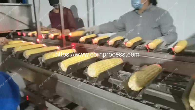 Automatic-Sweet-Corn-Head-and-Tail-Cutting-Machine-Laser-Mark-for-Cutting-Position